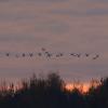 Common Crane